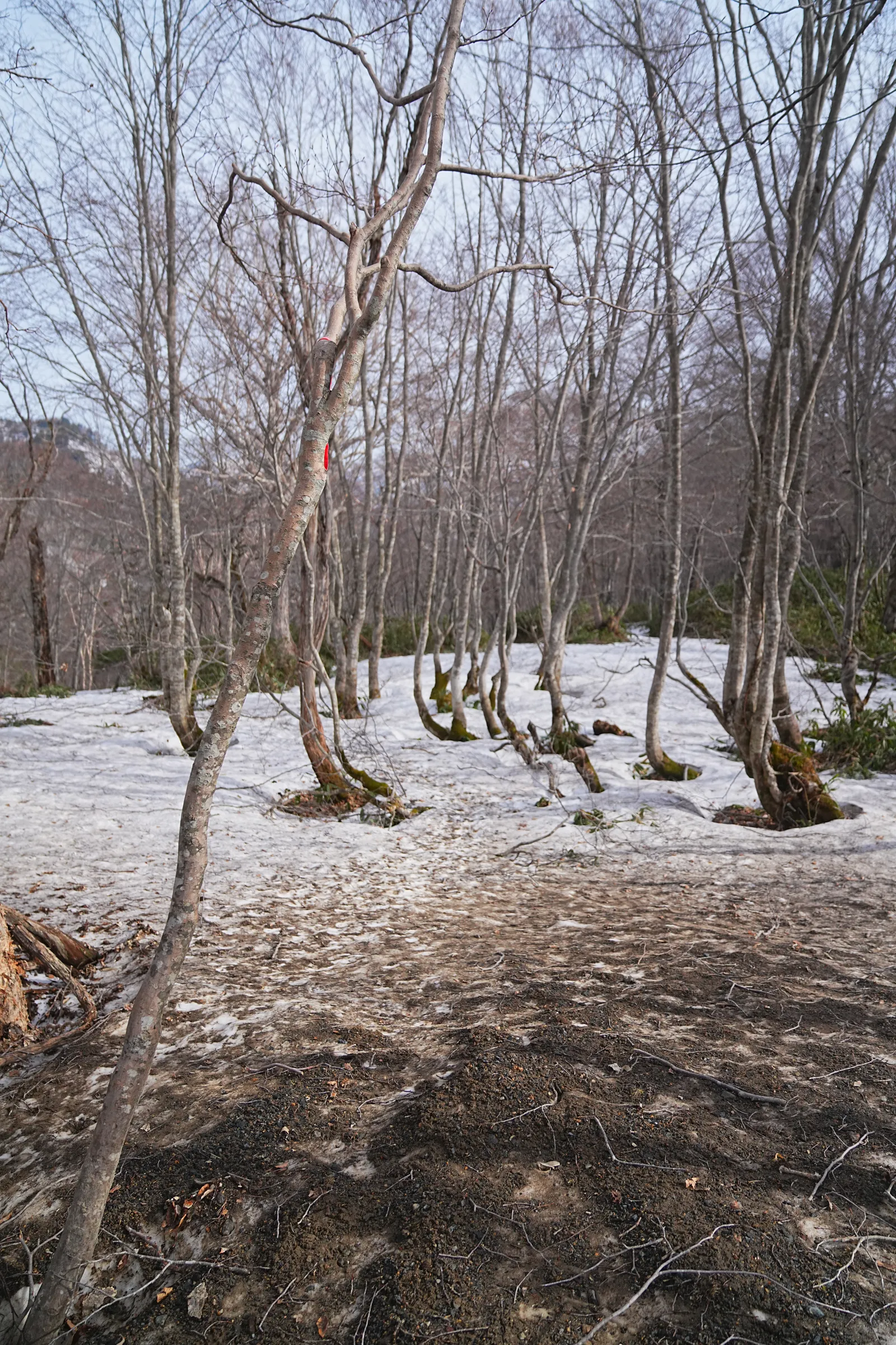 残雪の尾瀬・尾瀬小屋