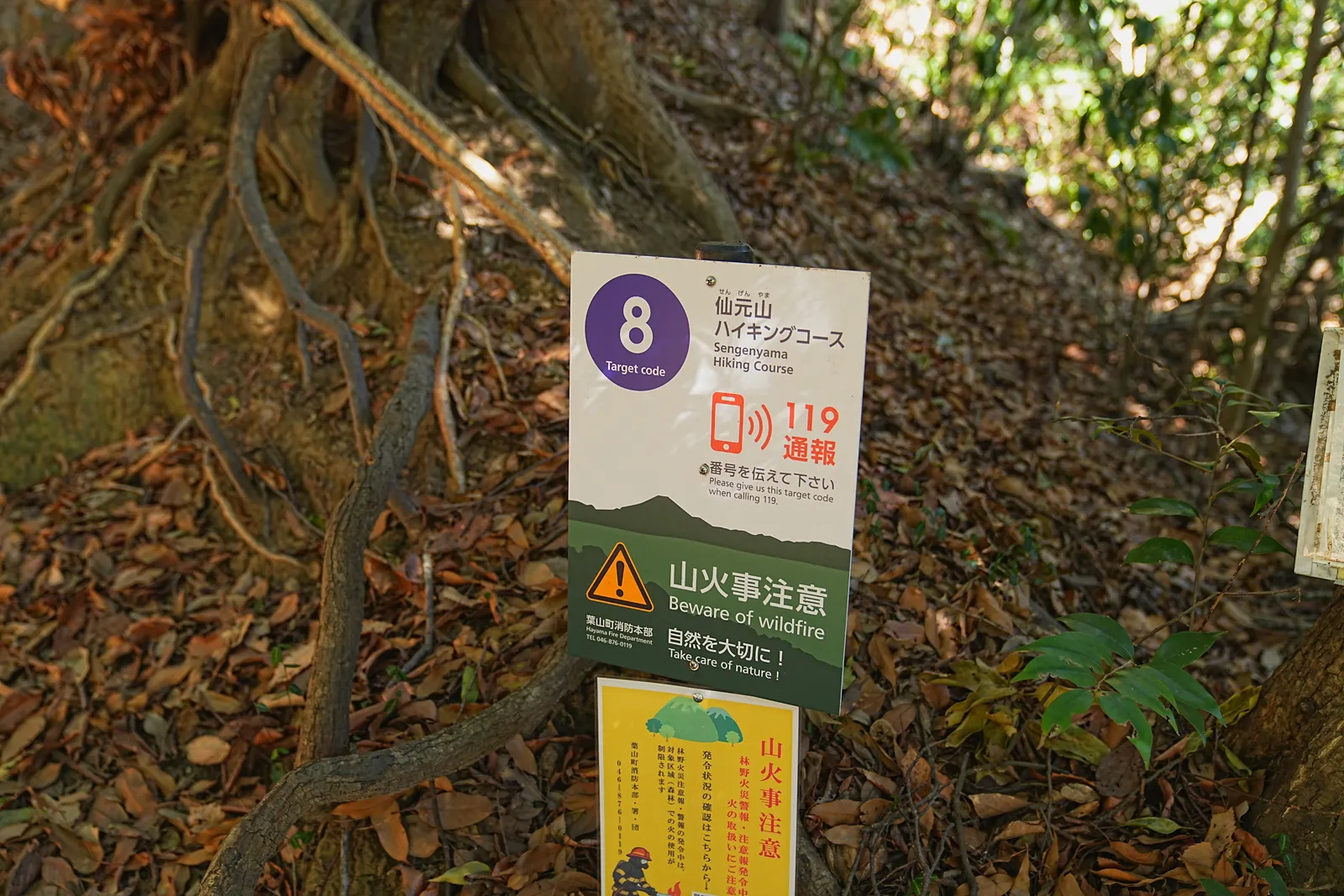 真っ青な海と富士山を眺める葉山・仙元山ハイキング