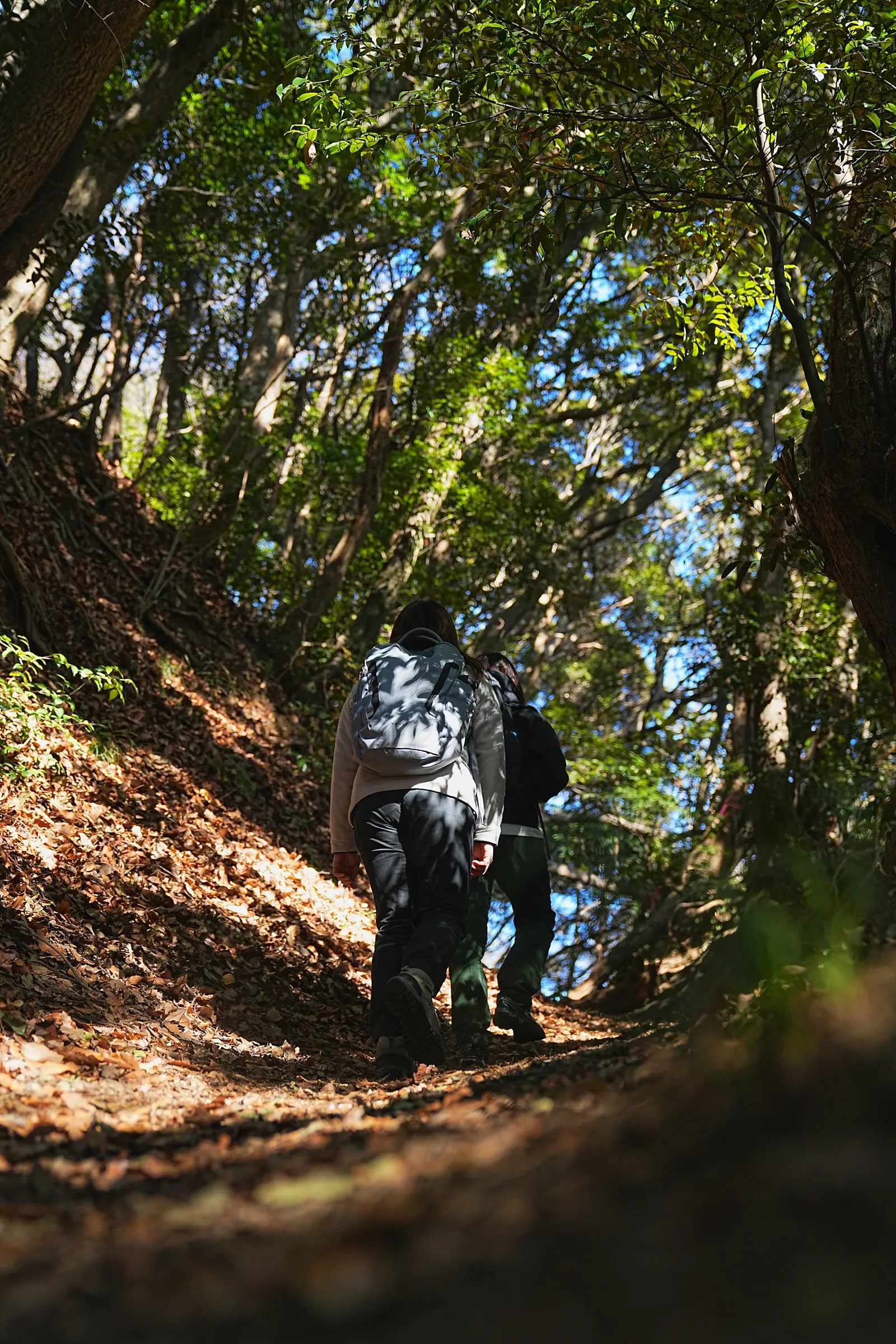 真っ青な海と富士山を眺める葉山・仙元山ハイキング