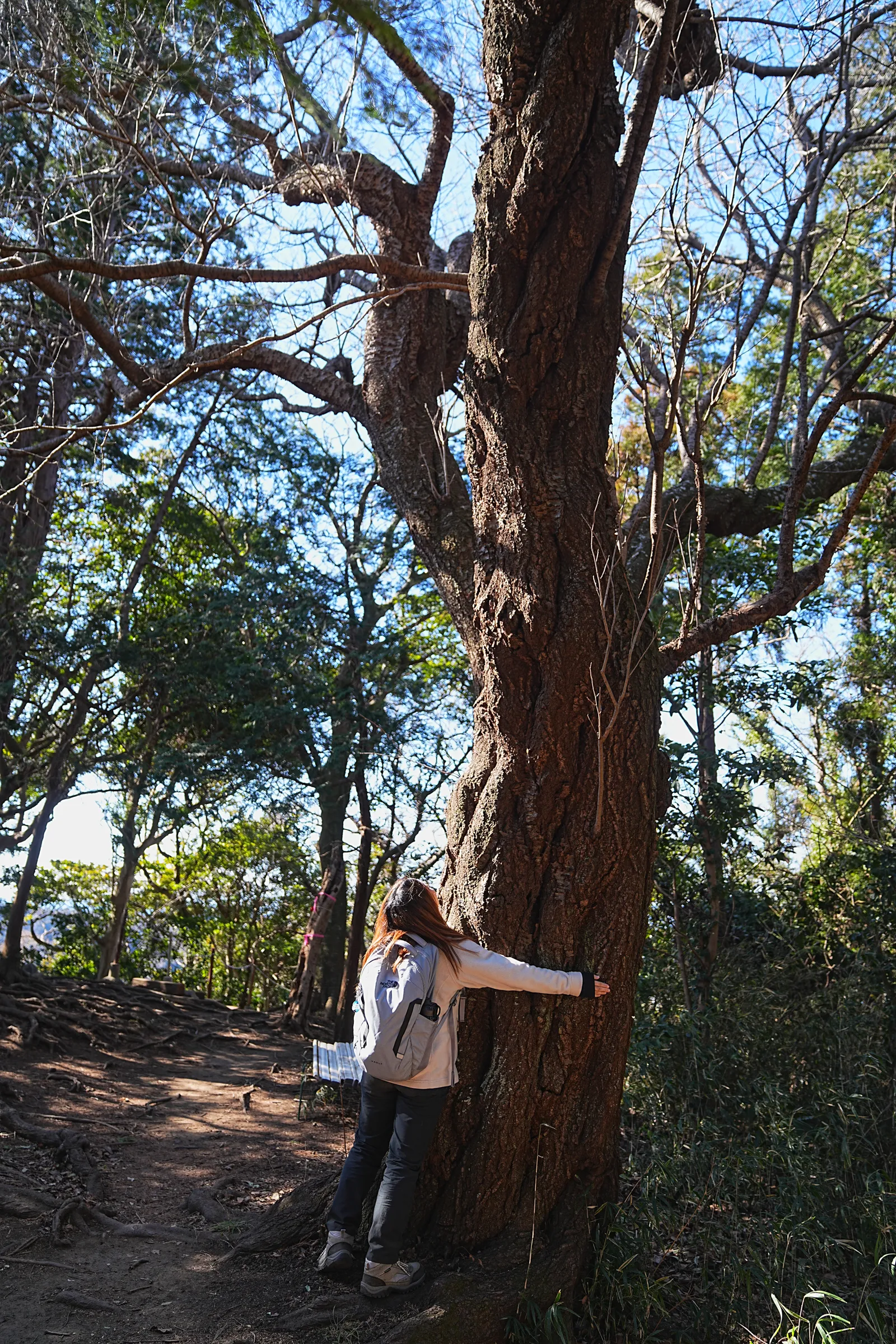 真っ青な海と富士山を眺める葉山・仙元山ハイキング