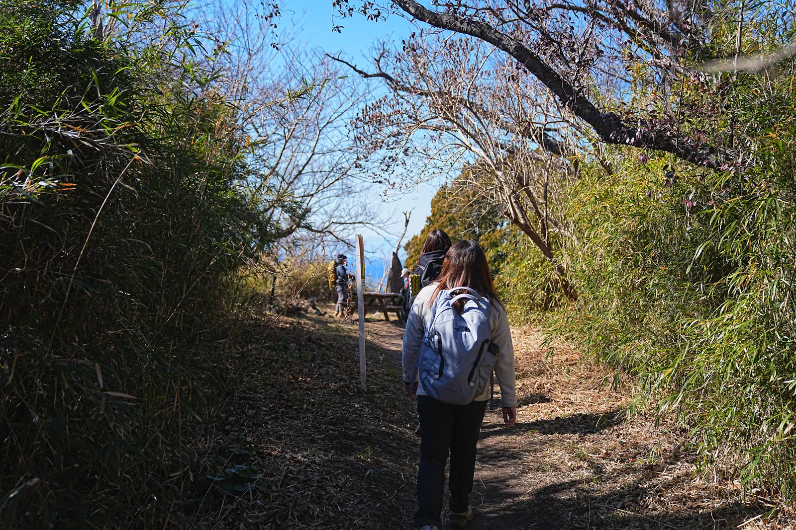 真っ青な海と富士山を眺める葉山・仙元山ハイキング
