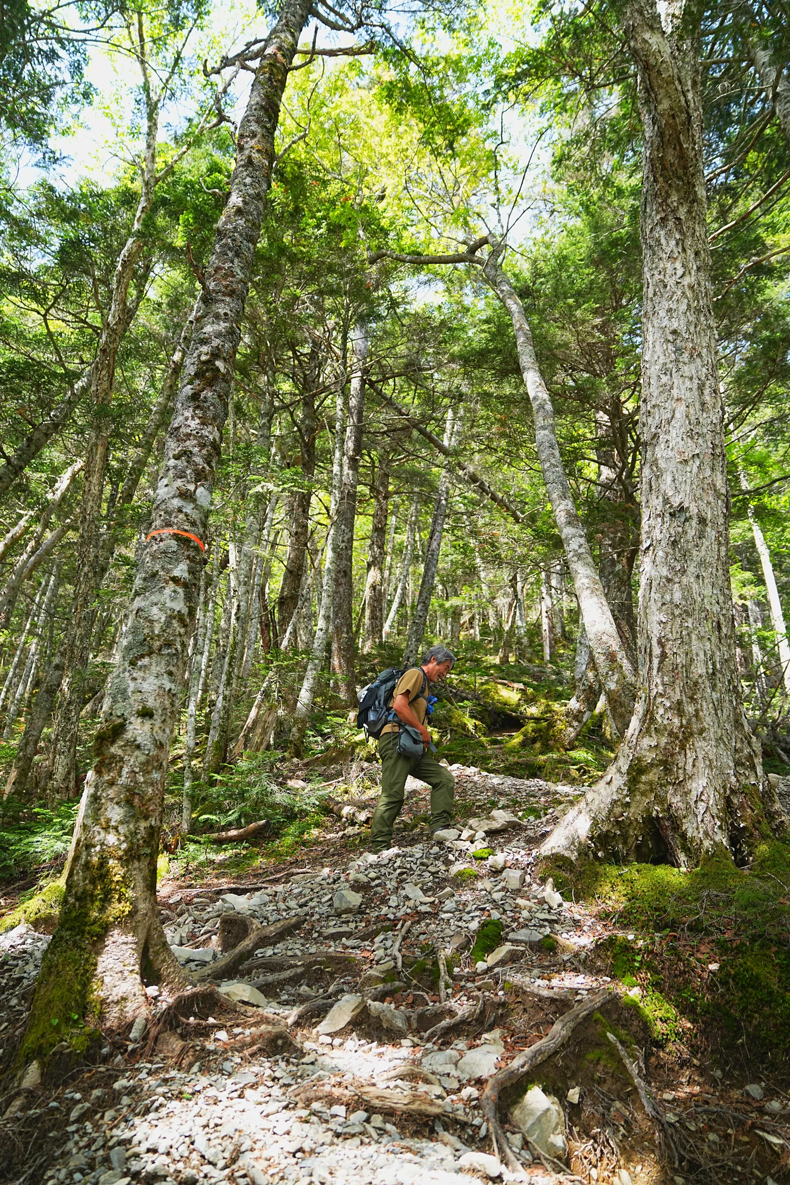 南アルプスの女王「仙丈ヶ岳」日帰り登山