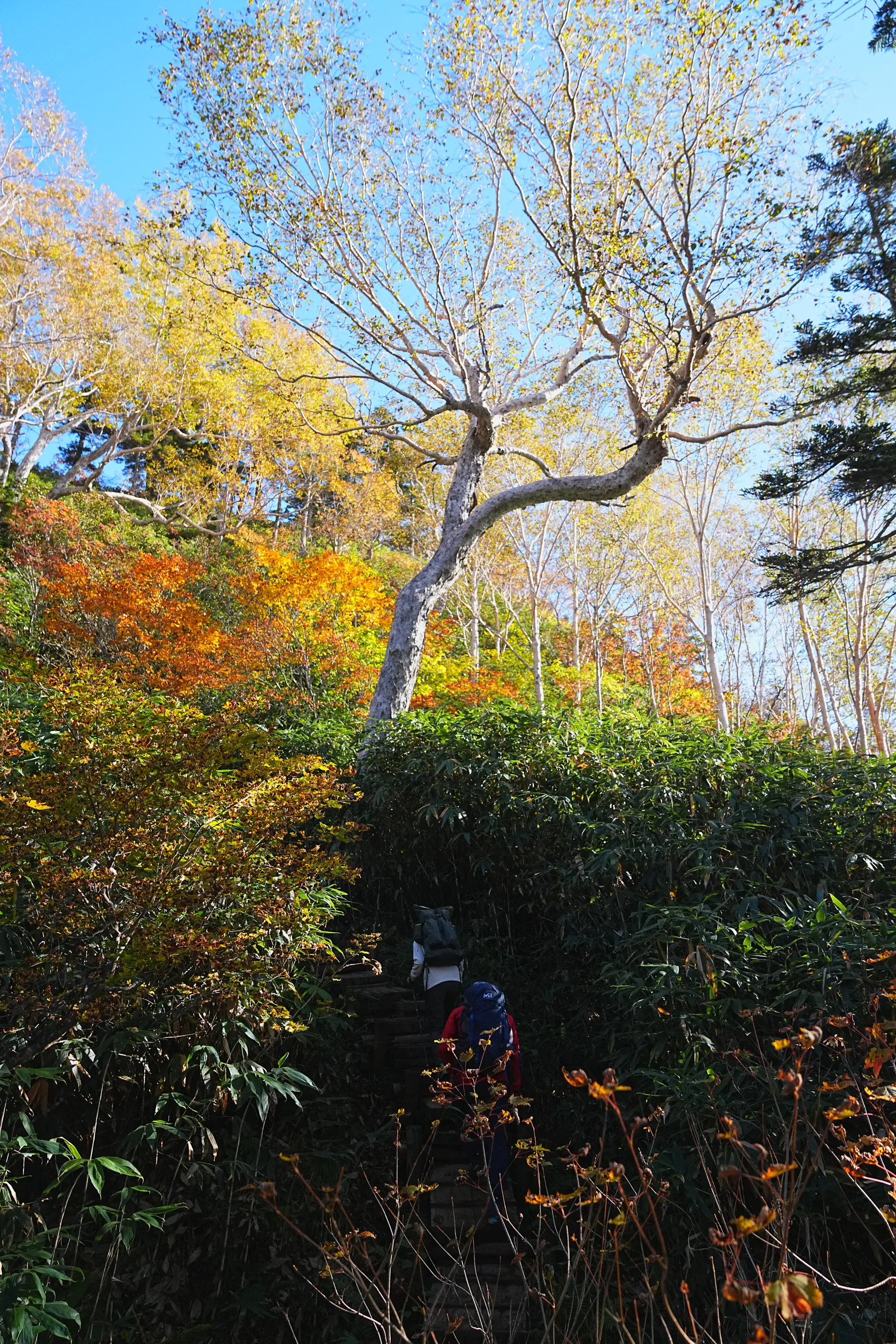 秋の白馬岳 白馬山荘で1泊2日登山