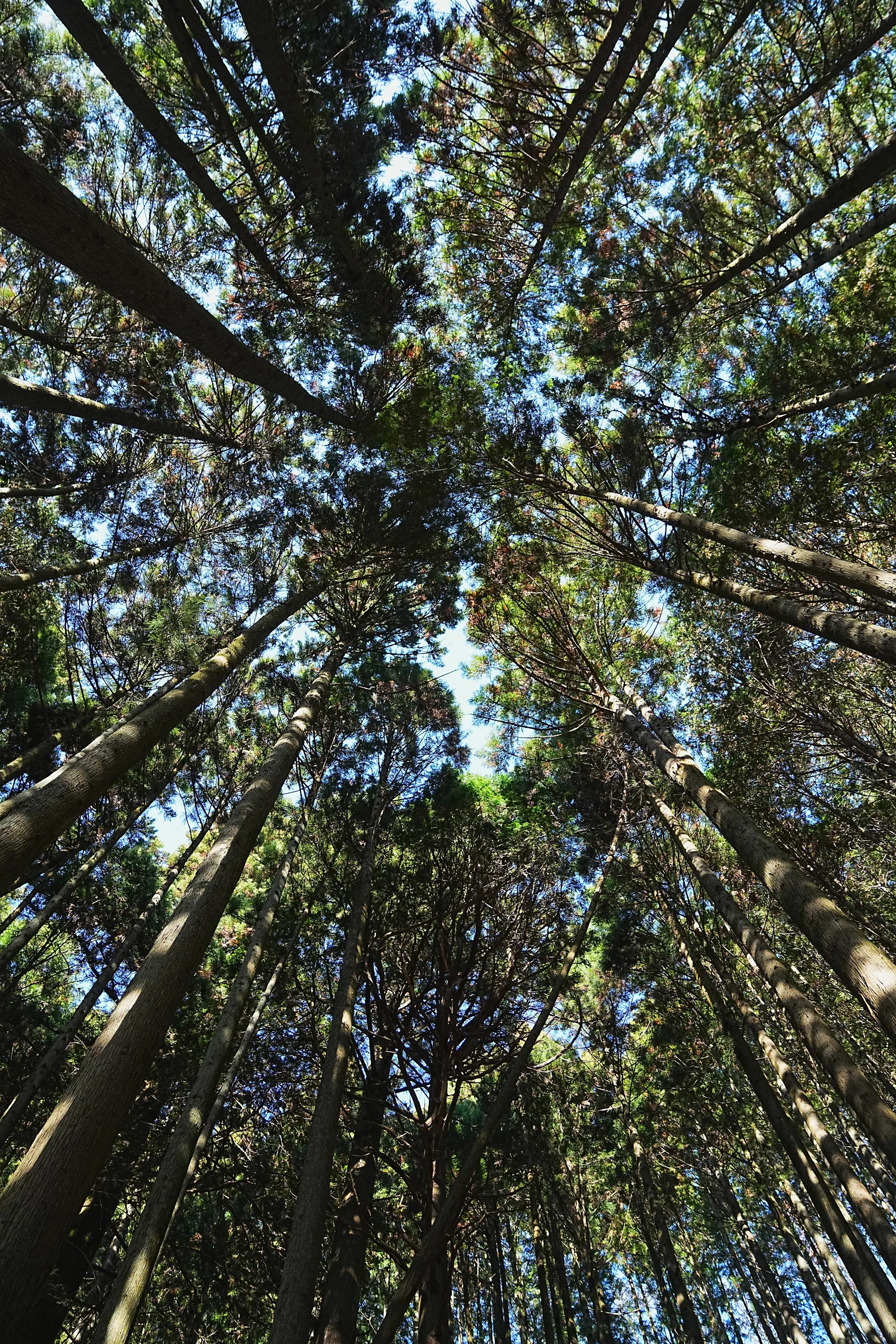 奥多摩・惣岳山へ、のんびりハイキング。