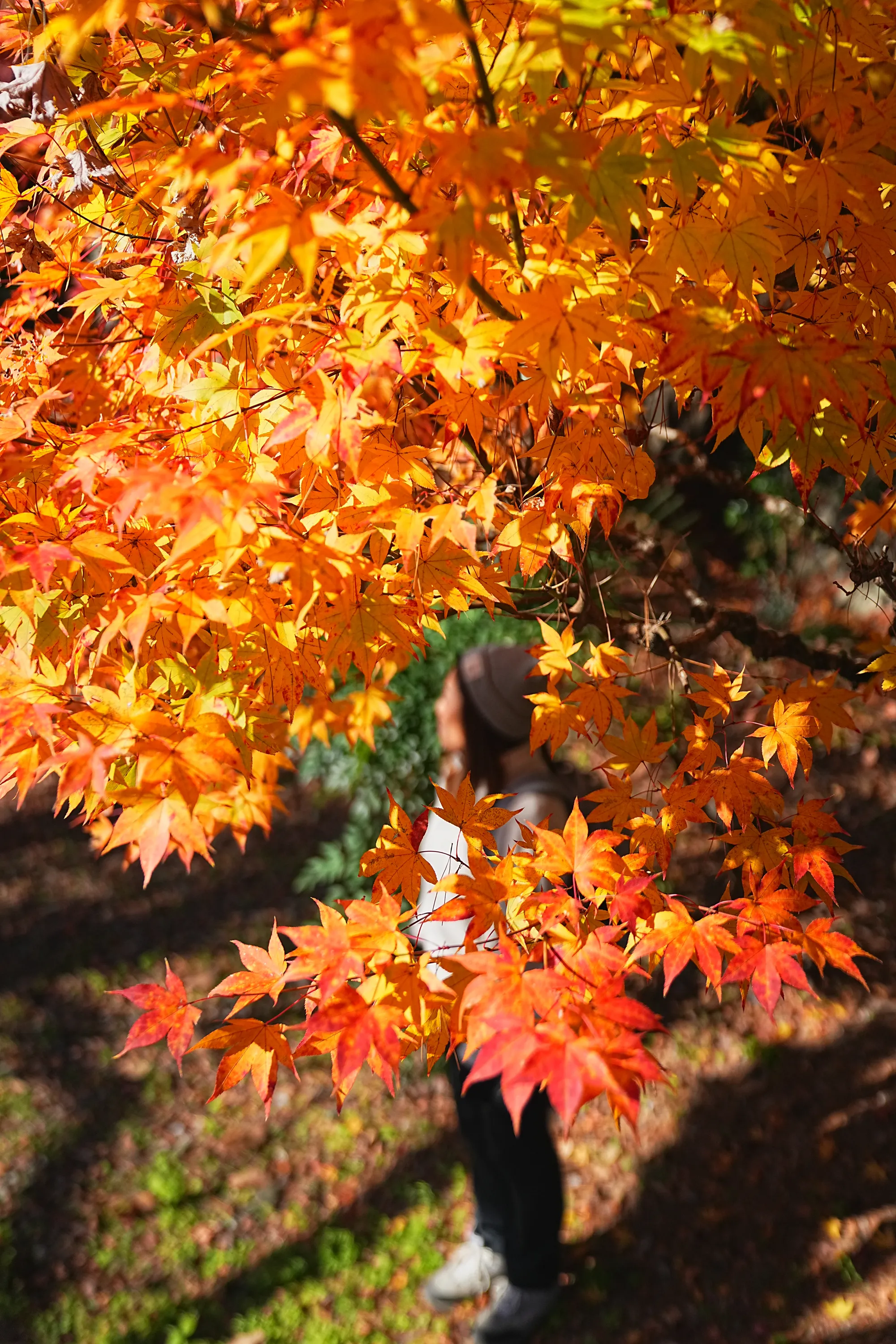 奥多摩・惣岳山へ、のんびりハイキング。