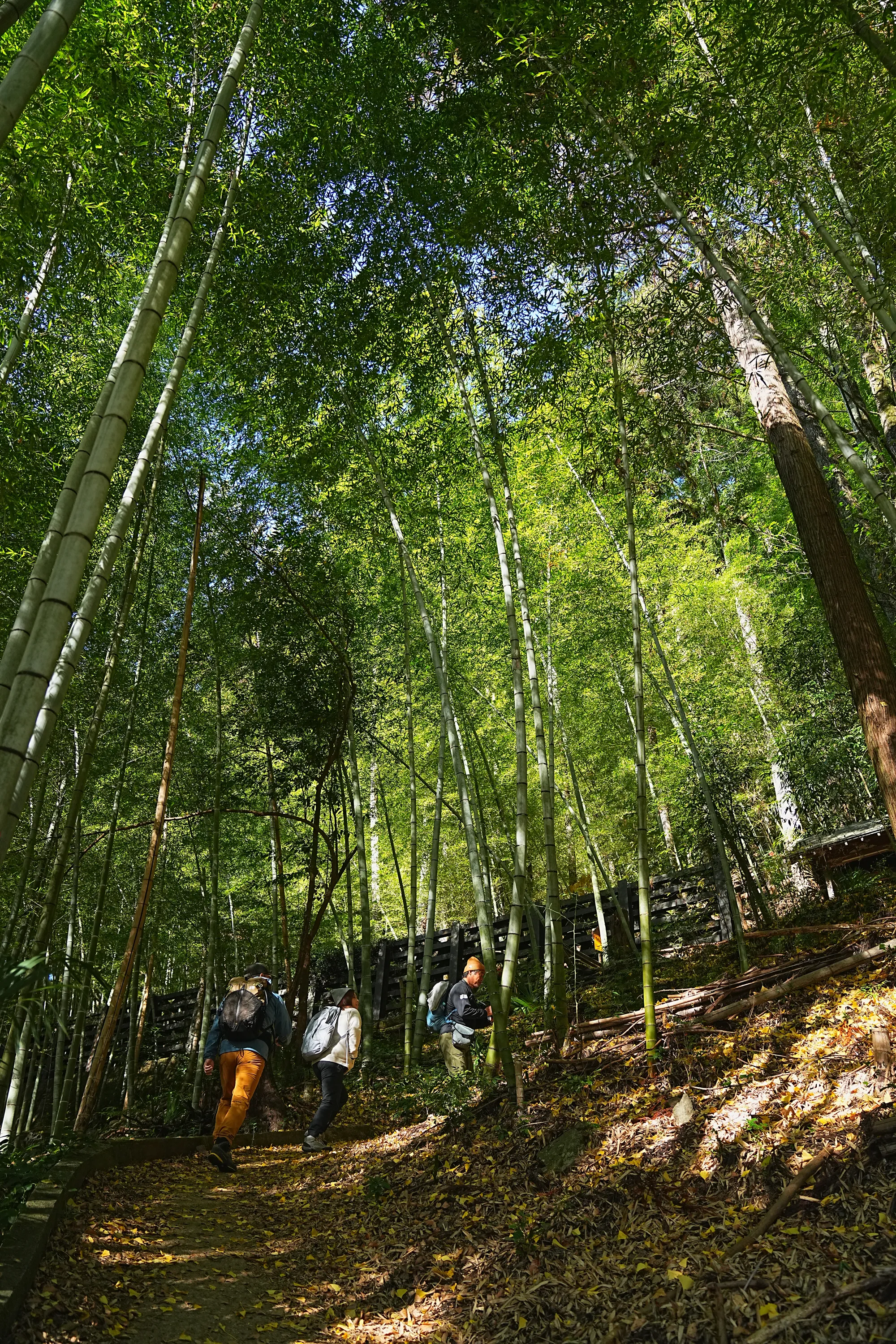 奥多摩・惣岳山へ、のんびりハイキング。