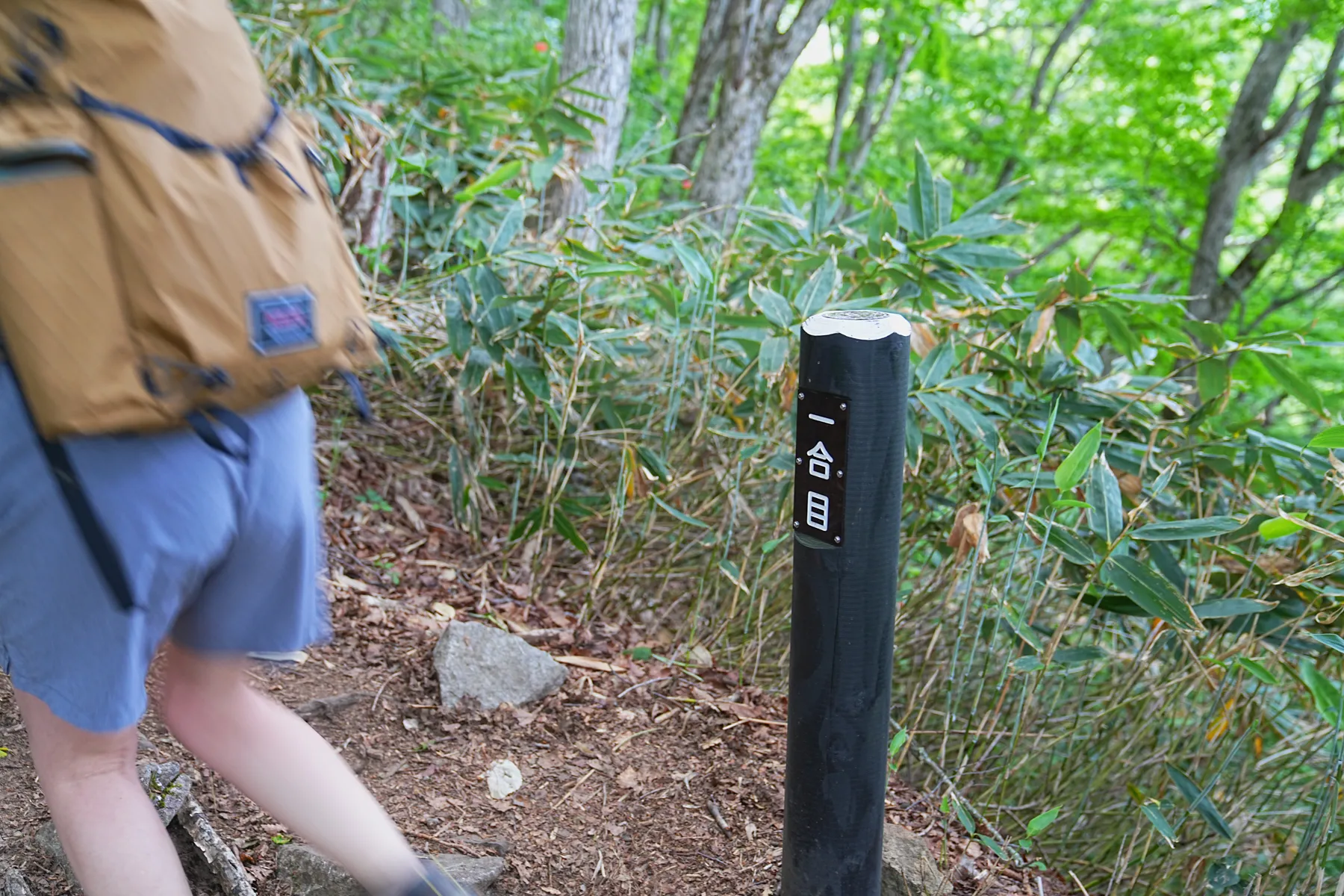 花の百名山 平標山（たいらっぴょうやま）お花登山