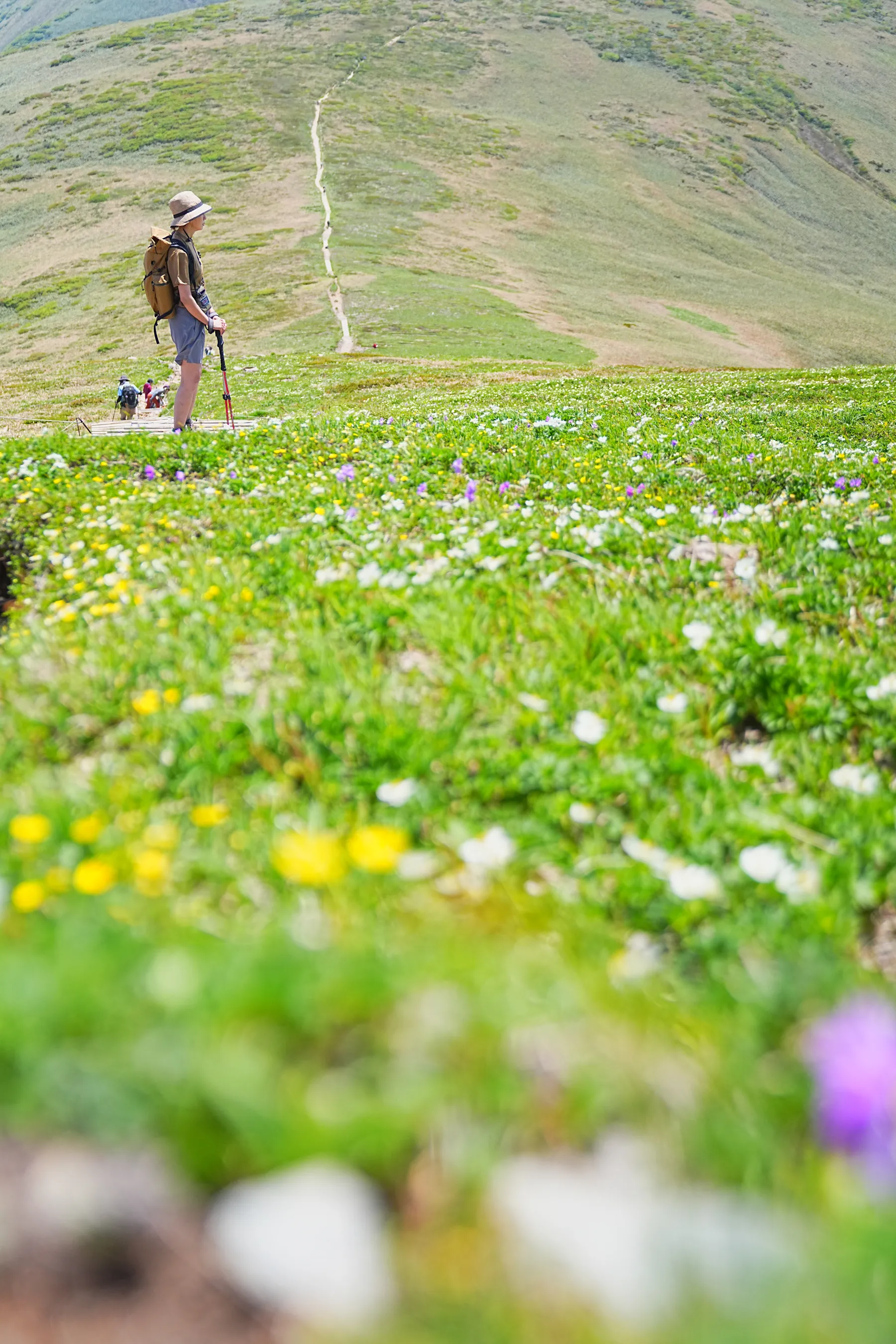 花の百名山 平標山（たいらっぴょうやま）お花登山