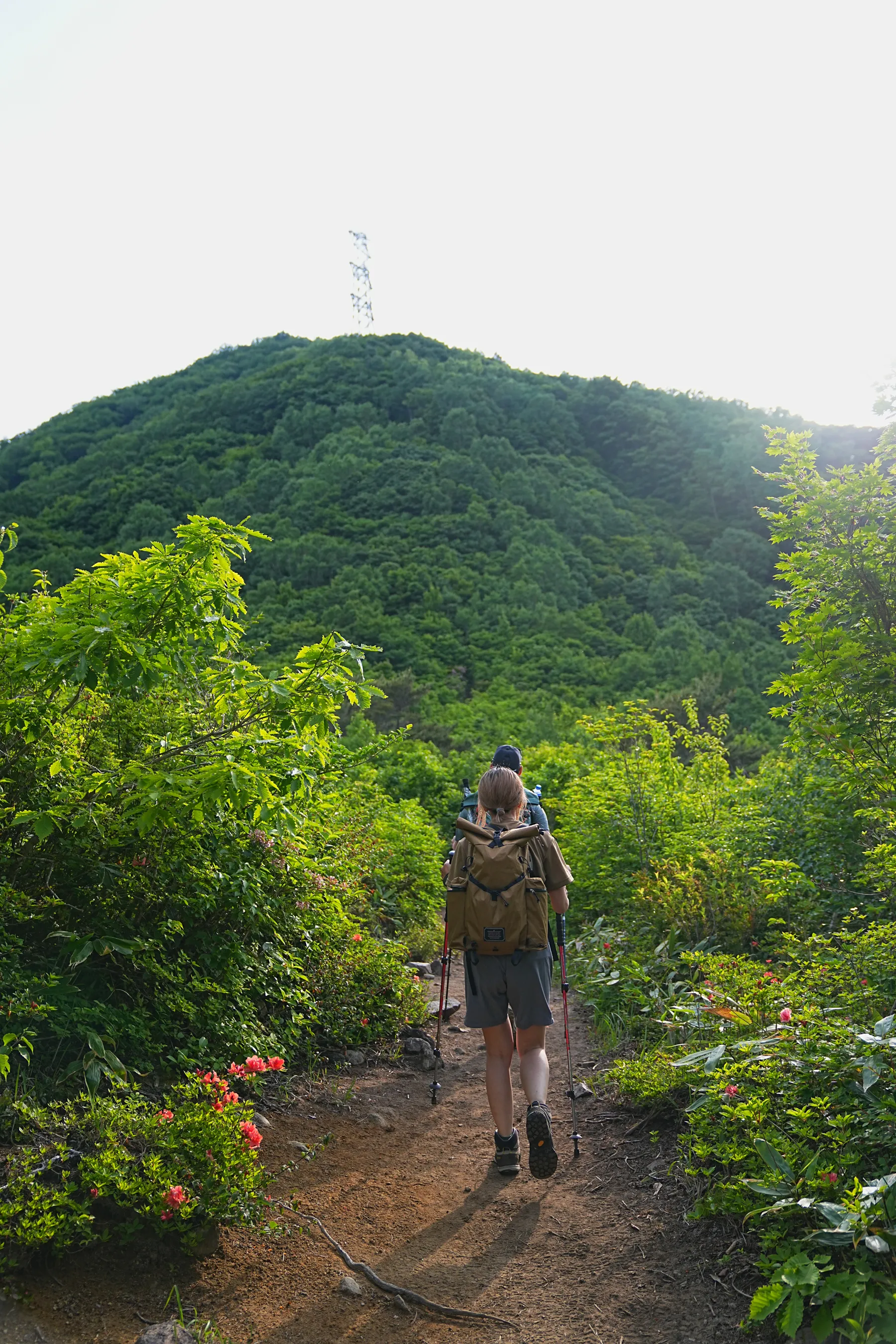 花の百名山 平標山（たいらっぴょうやま）お花登山