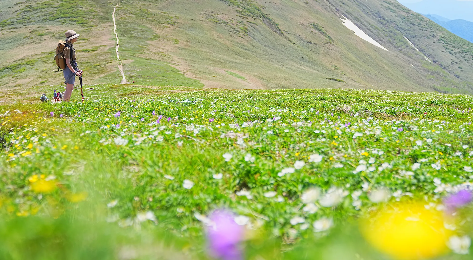 花の百名山 平標山（たいらっぴょうやま）お花登山