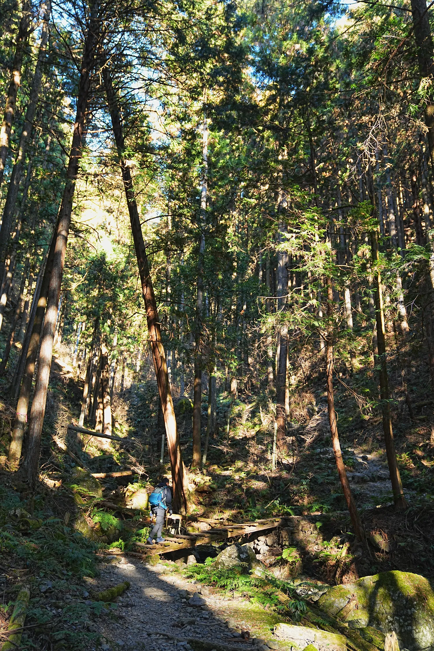 奥多摩 高水三山をのんびりグルッと登山
