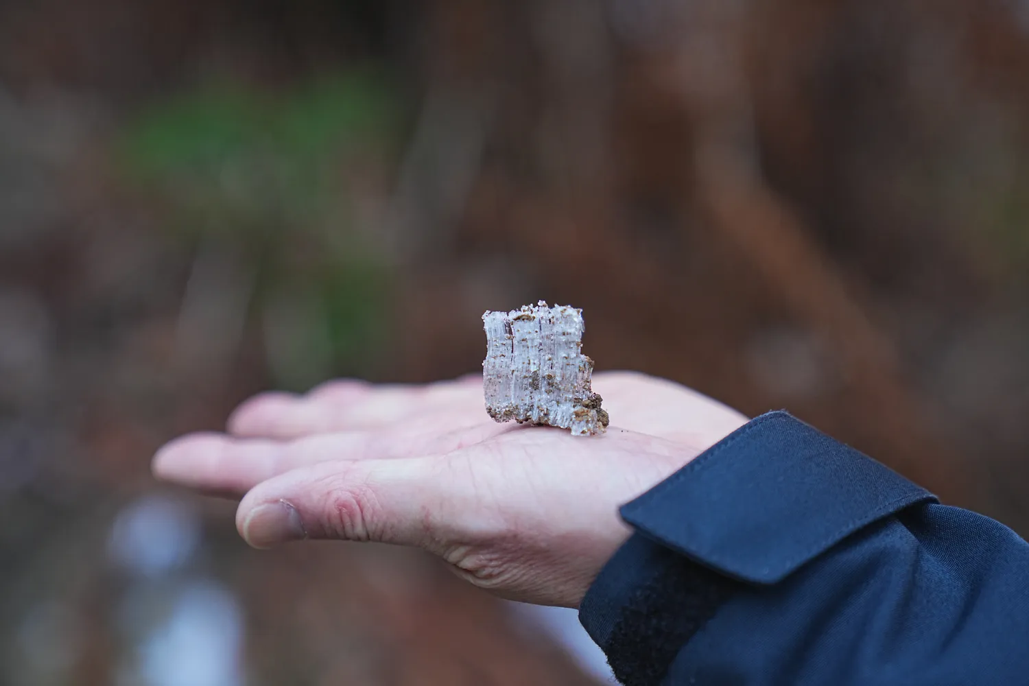 奥多摩 高水三山をのんびりグルッと登山