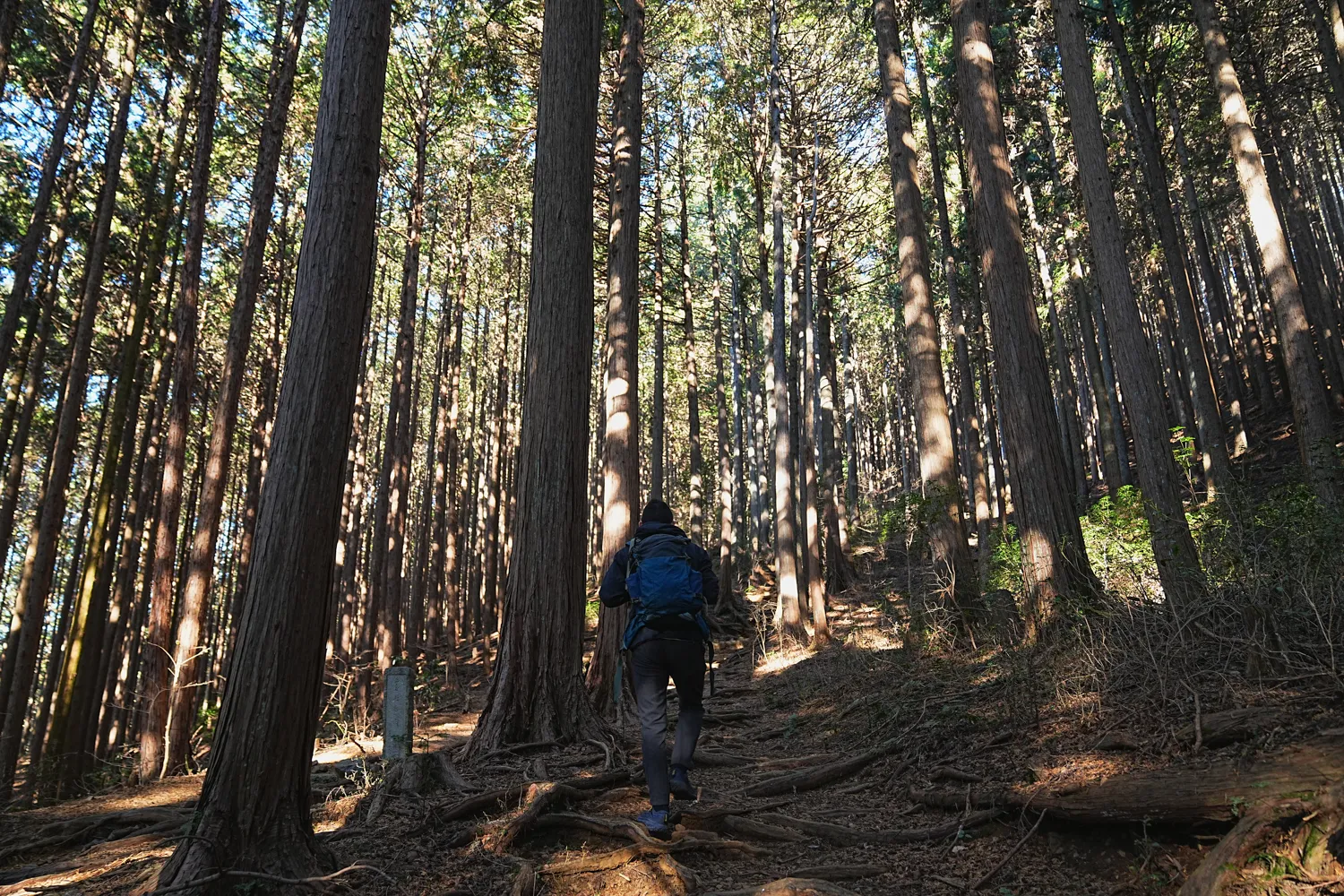 奥多摩 高水三山をのんびりグルッと登山