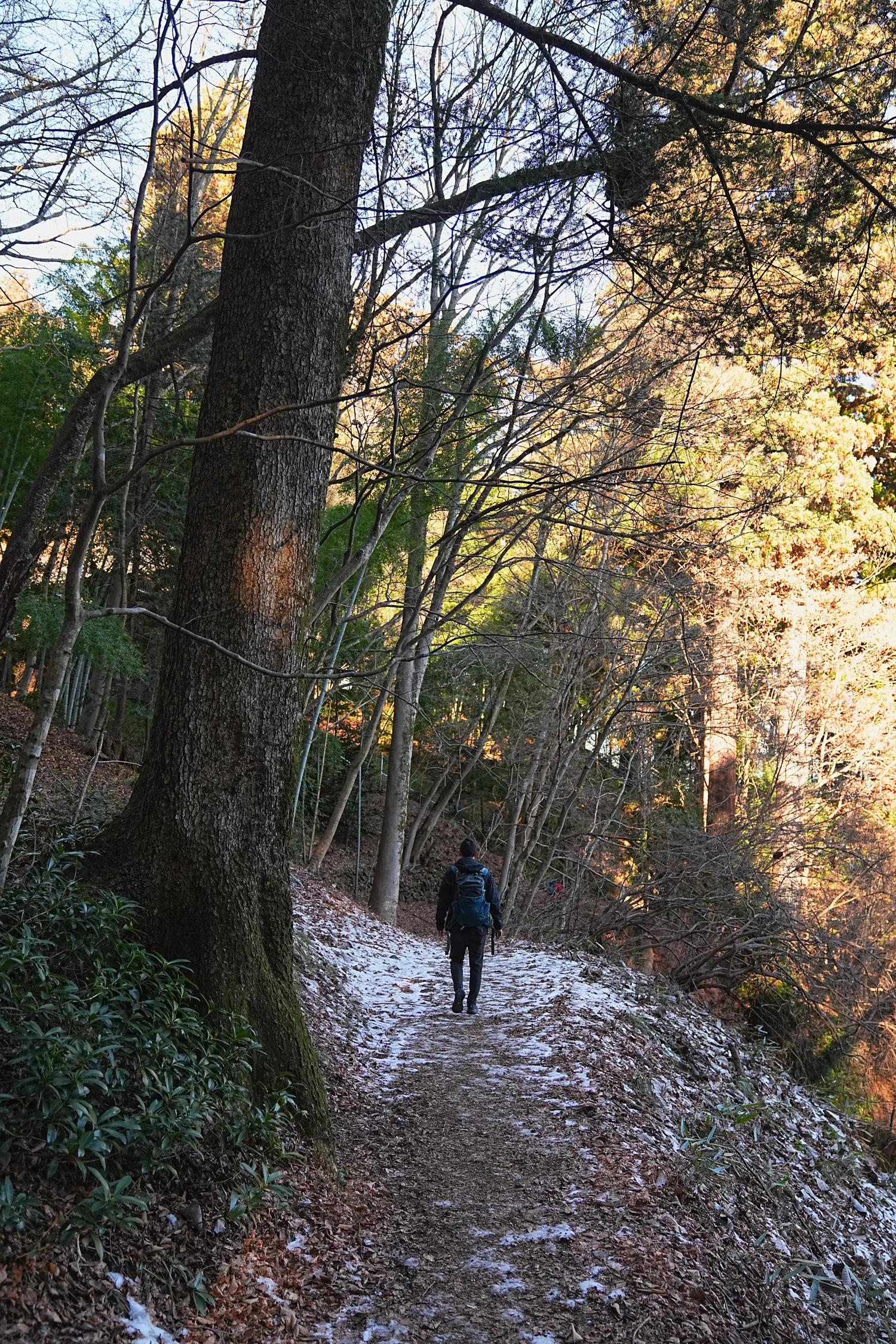 奥多摩 高水三山をのんびりグルッと登山