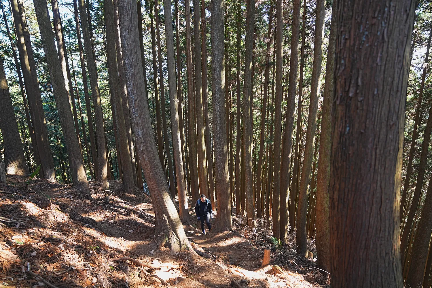 奥多摩 高水三山をのんびりグルッと登山