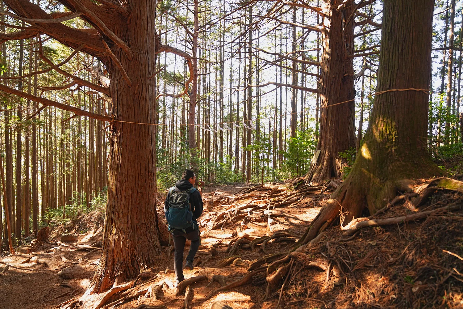 奥多摩 高水三山をのんびりグルッと登山