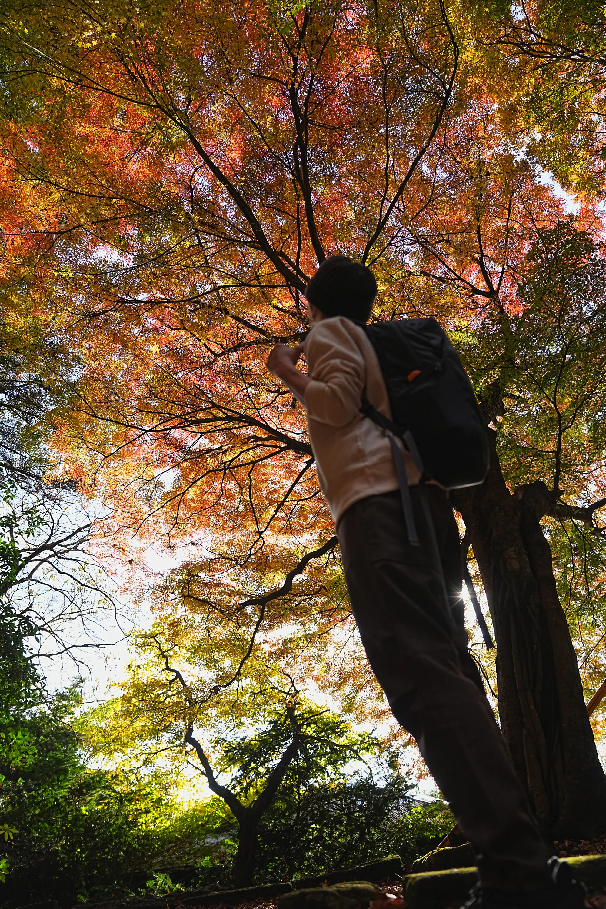 紅葉の丹沢・大山。のんびり紅葉登山。