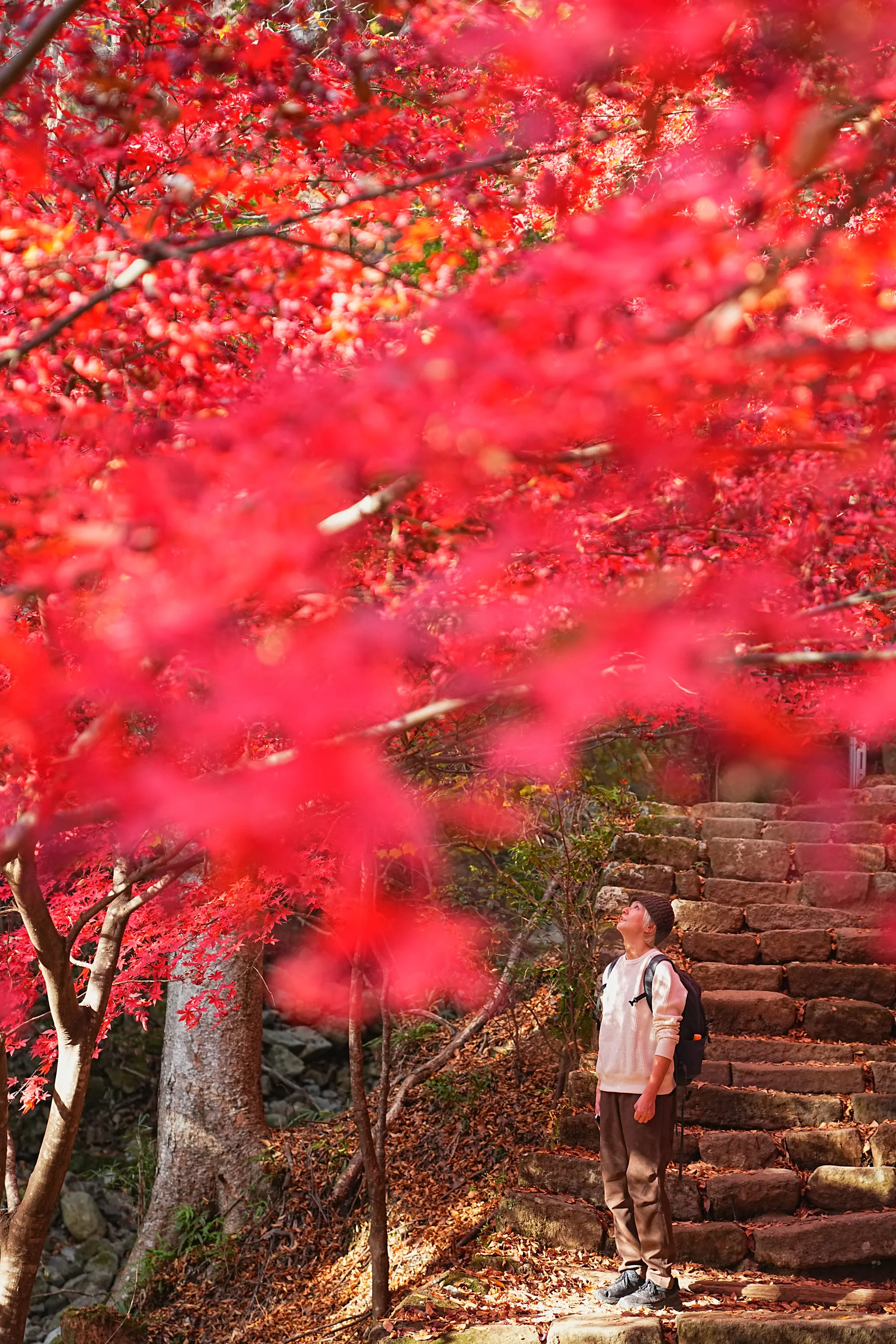 紅葉の丹沢・大山。のんびり紅葉登山。