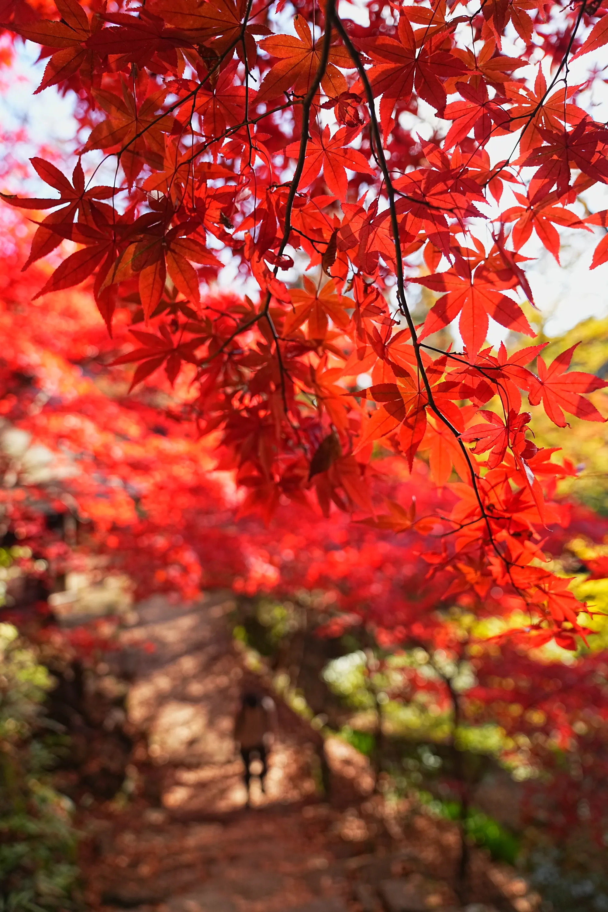 紅葉の丹沢・大山。のんびり紅葉登山。