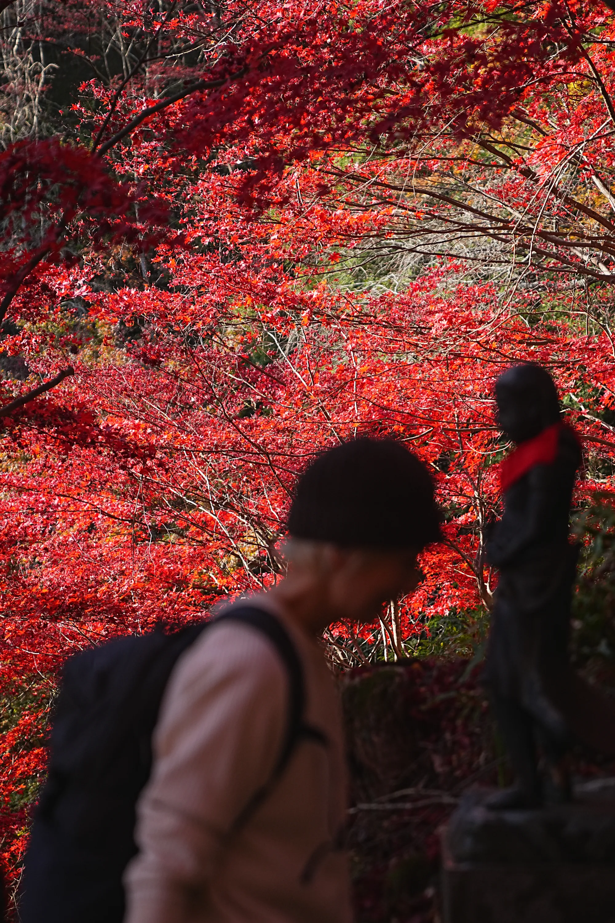 紅葉の丹沢・大山。のんびり紅葉登山。