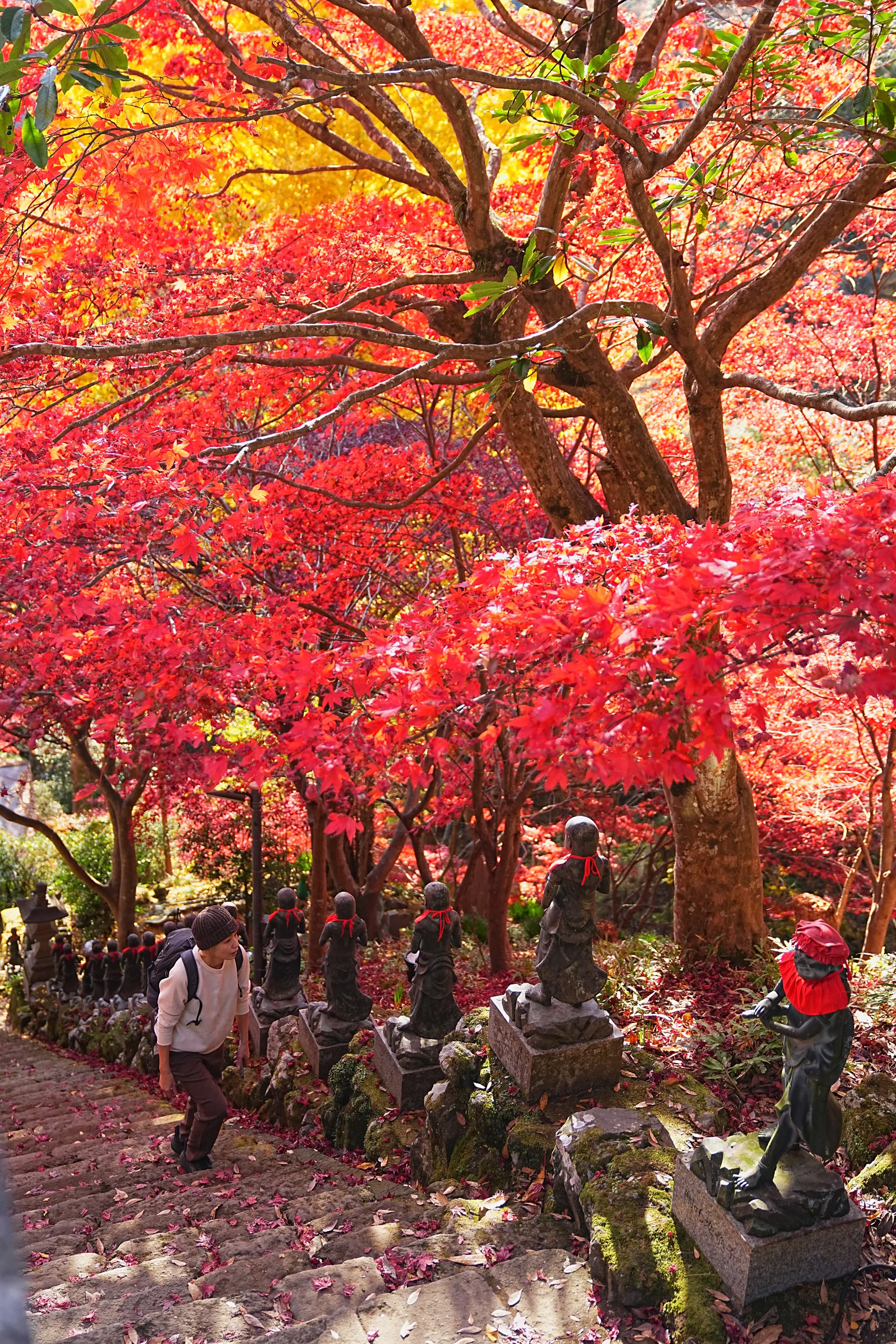 紅葉の丹沢・大山。のんびり紅葉登山。