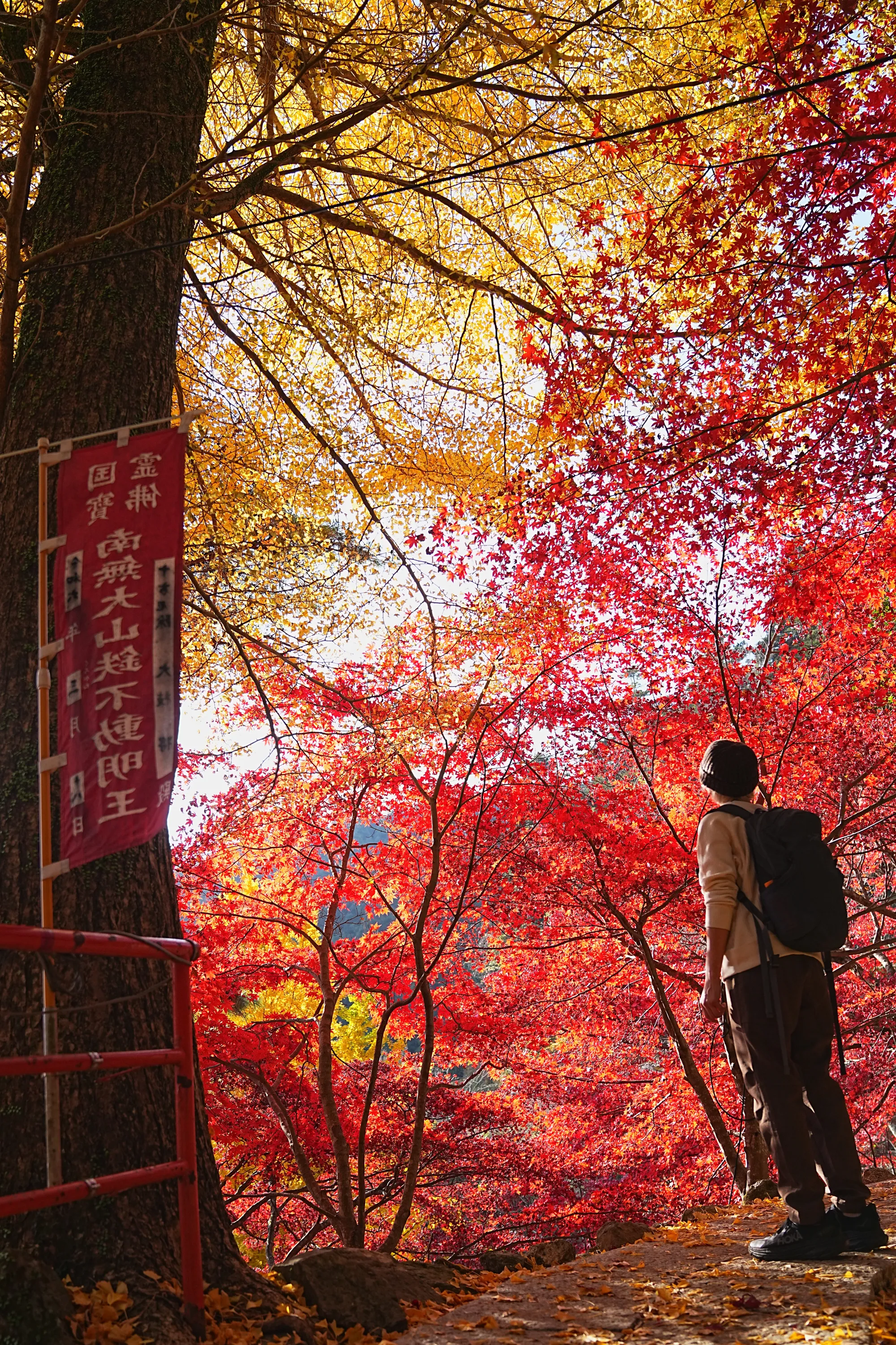 紅葉の丹沢・大山。のんびり紅葉登山。