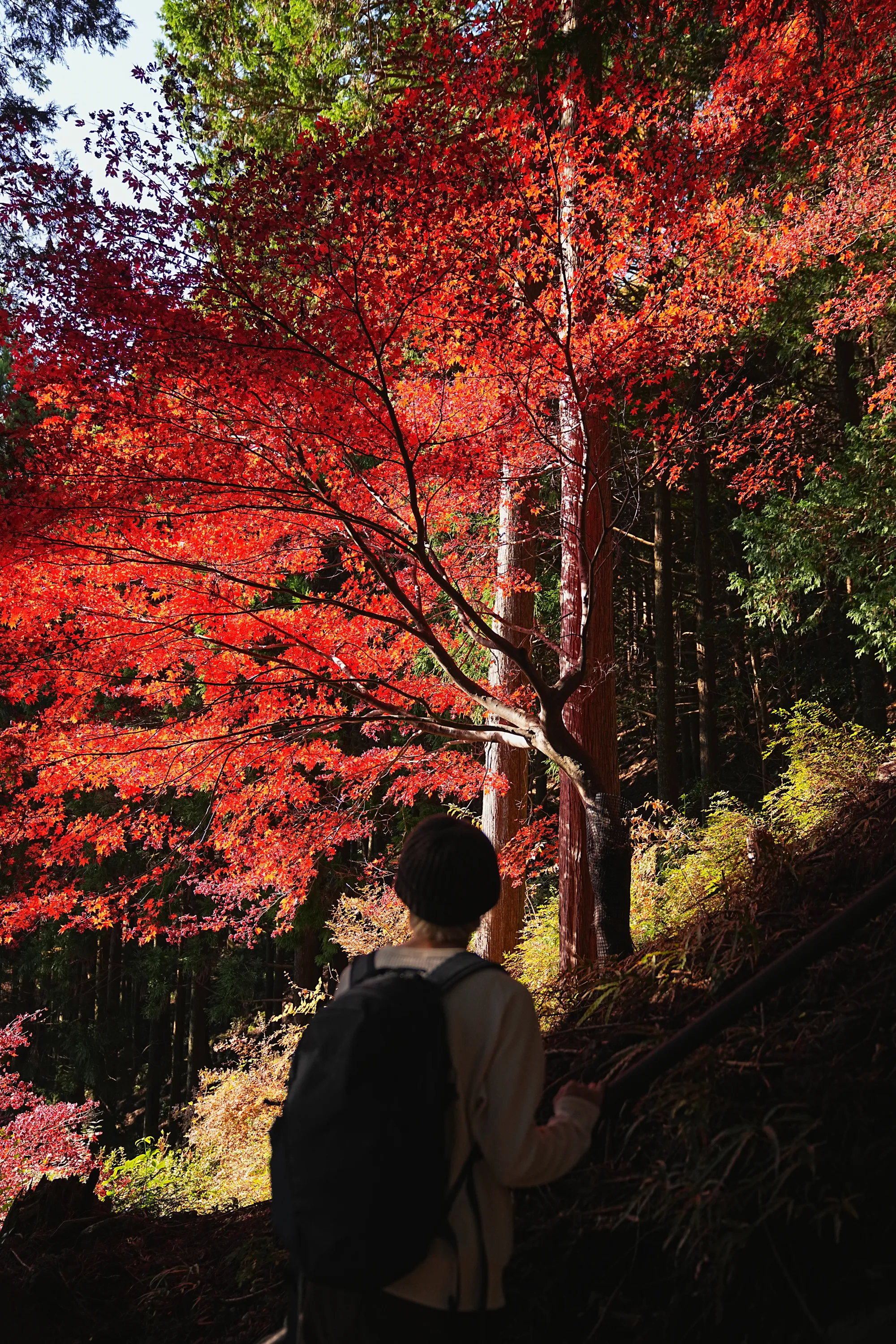 紅葉の丹沢・大山。のんびり紅葉登山。