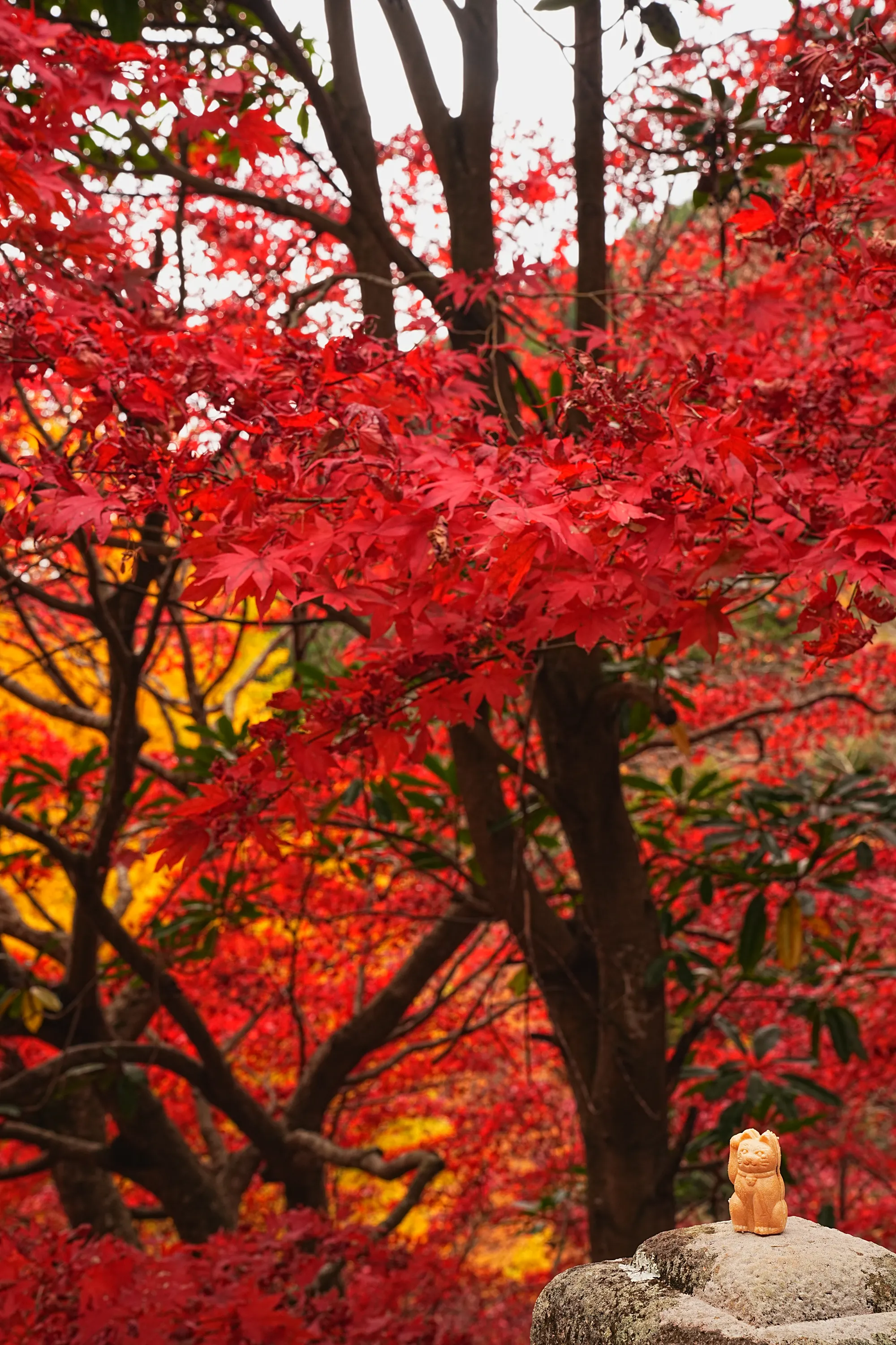 紅葉の丹沢・大山。のんびり紅葉登山。