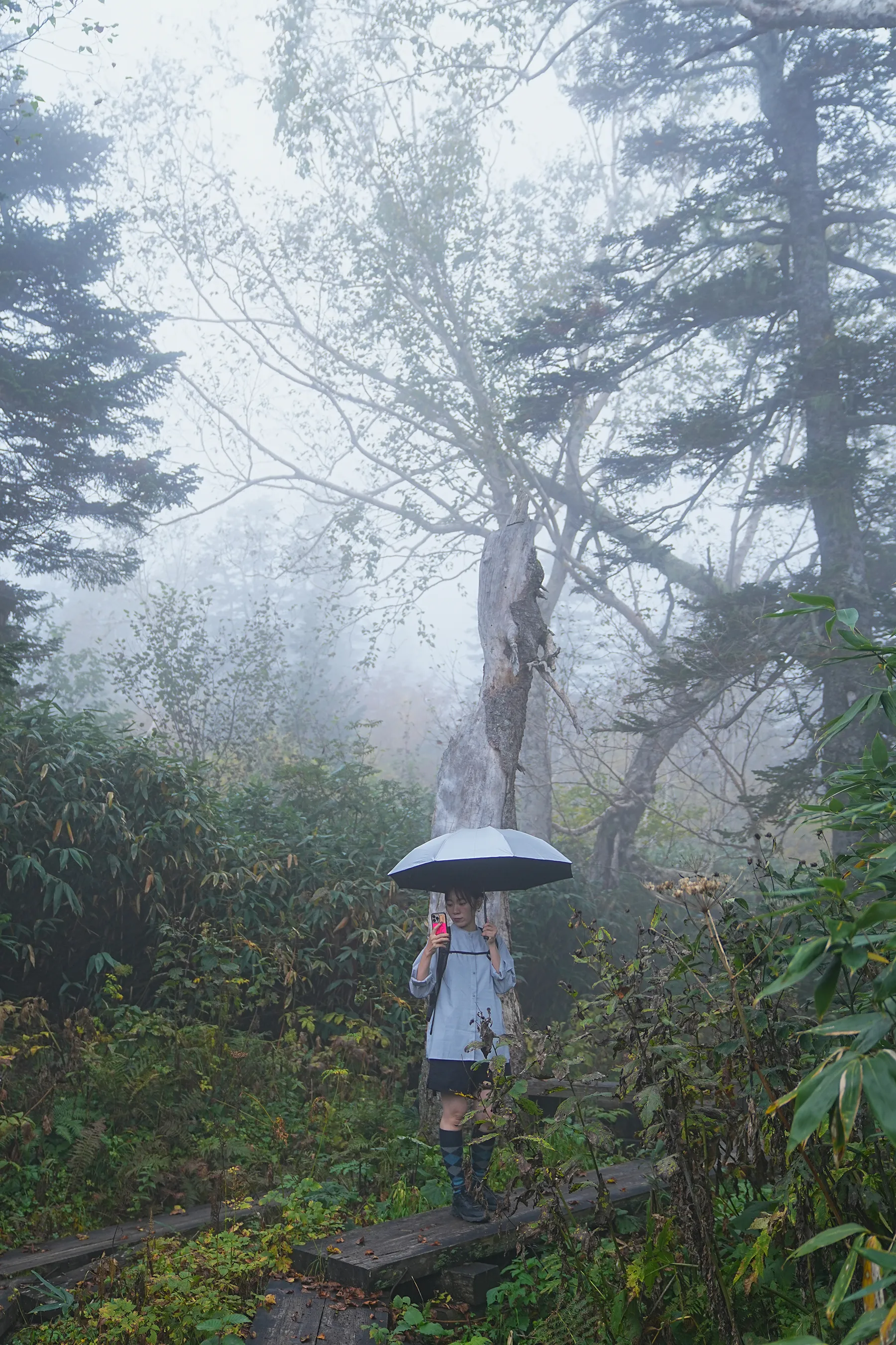 雨の栂池自然園。紅葉＆ミストハイク