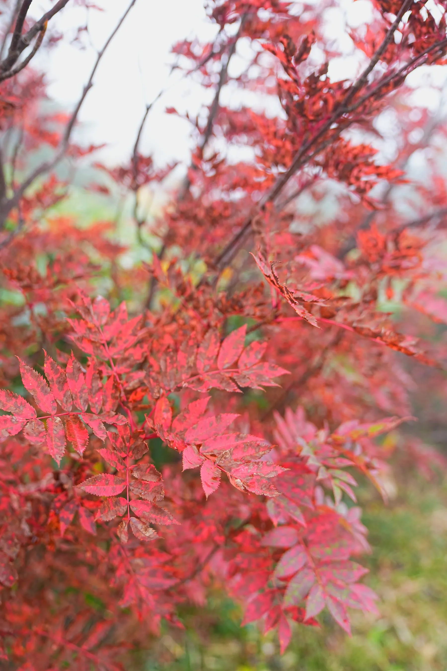 雨の栂池自然園。紅葉＆ミストハイク