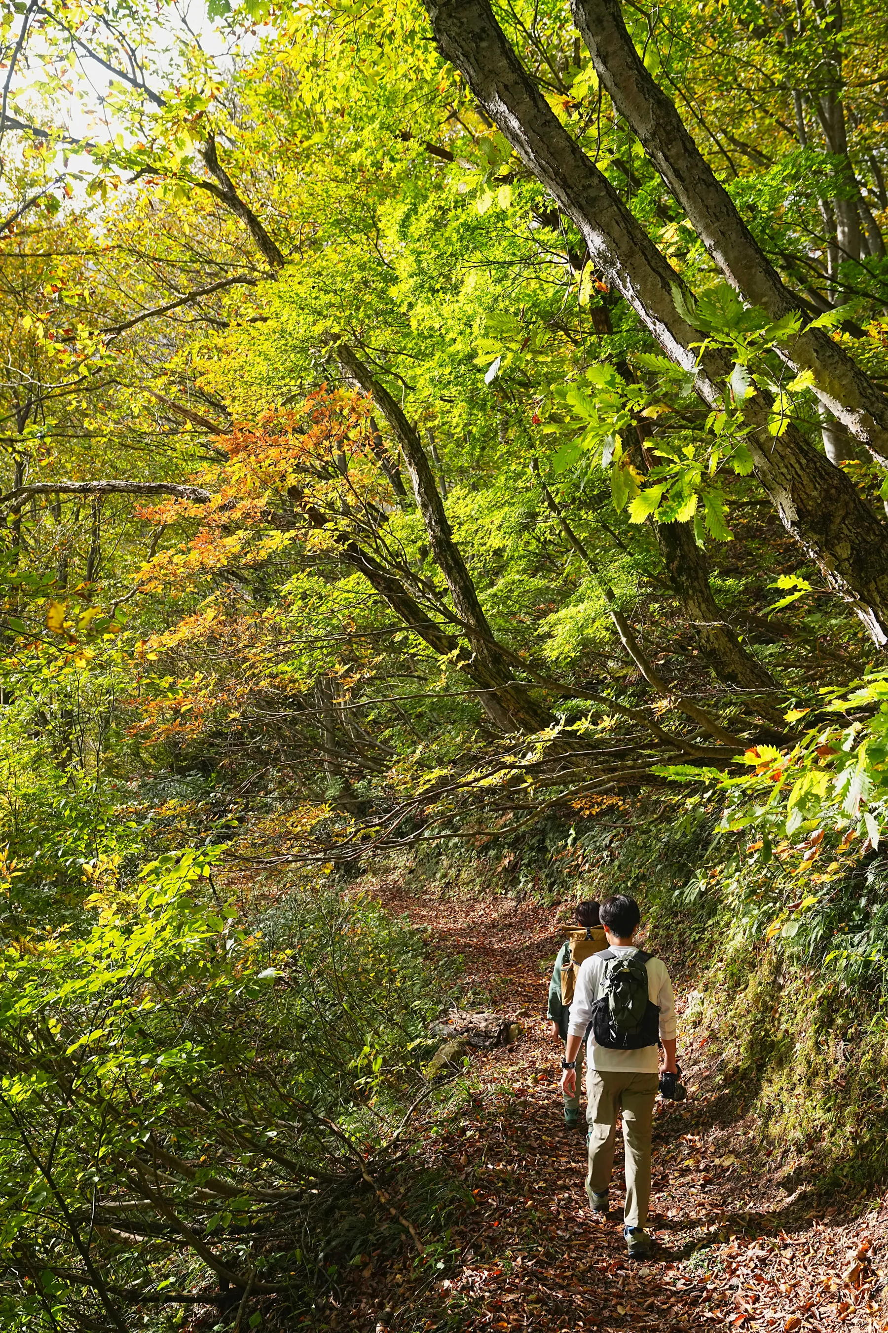 紅葉の裏巻機渓谷。急峻な渓谷を歩く絶壁ハイキング