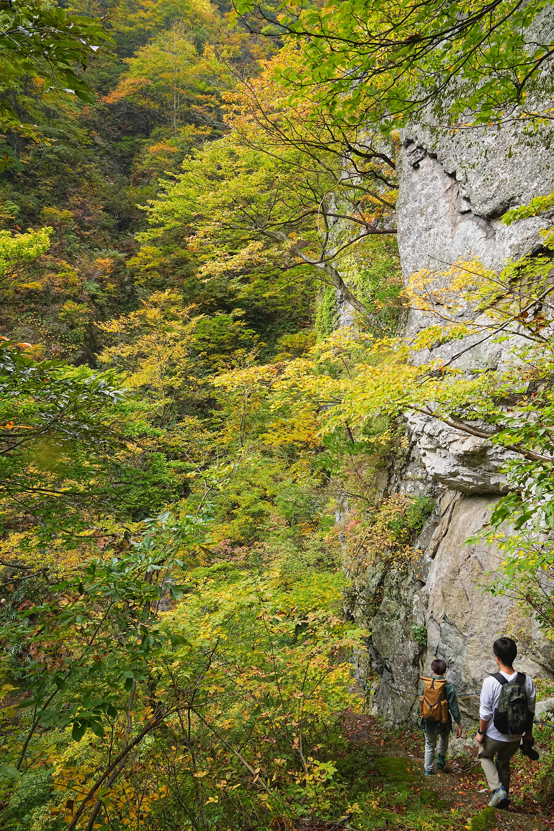 紅葉の裏巻機渓谷。急峻な渓谷を歩く絶壁ハイキング