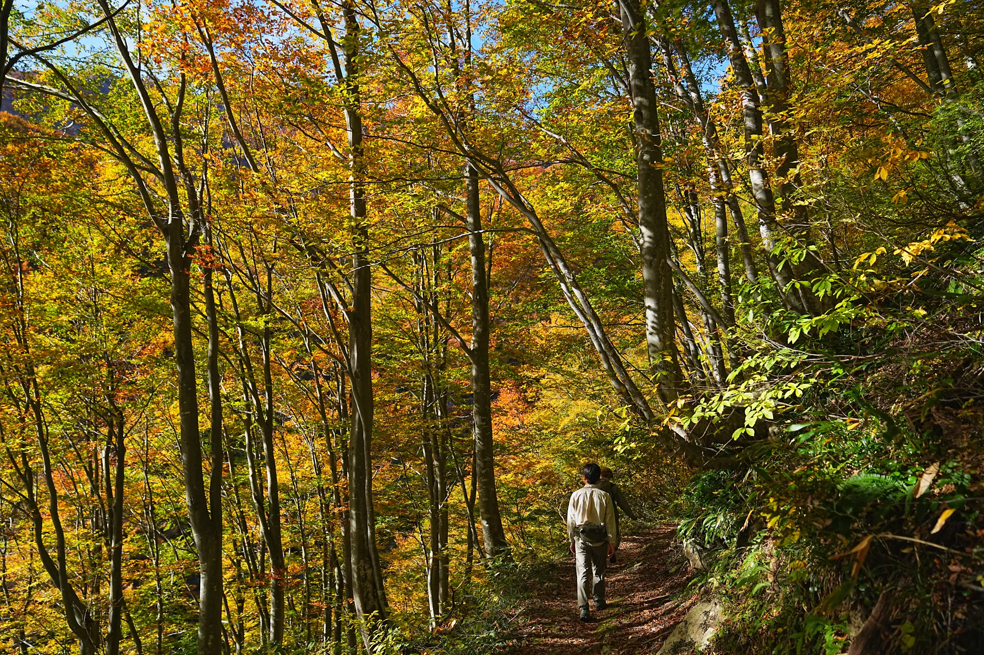 紅葉がピーク！裏巻機渓谷で紅葉ハイキング！
