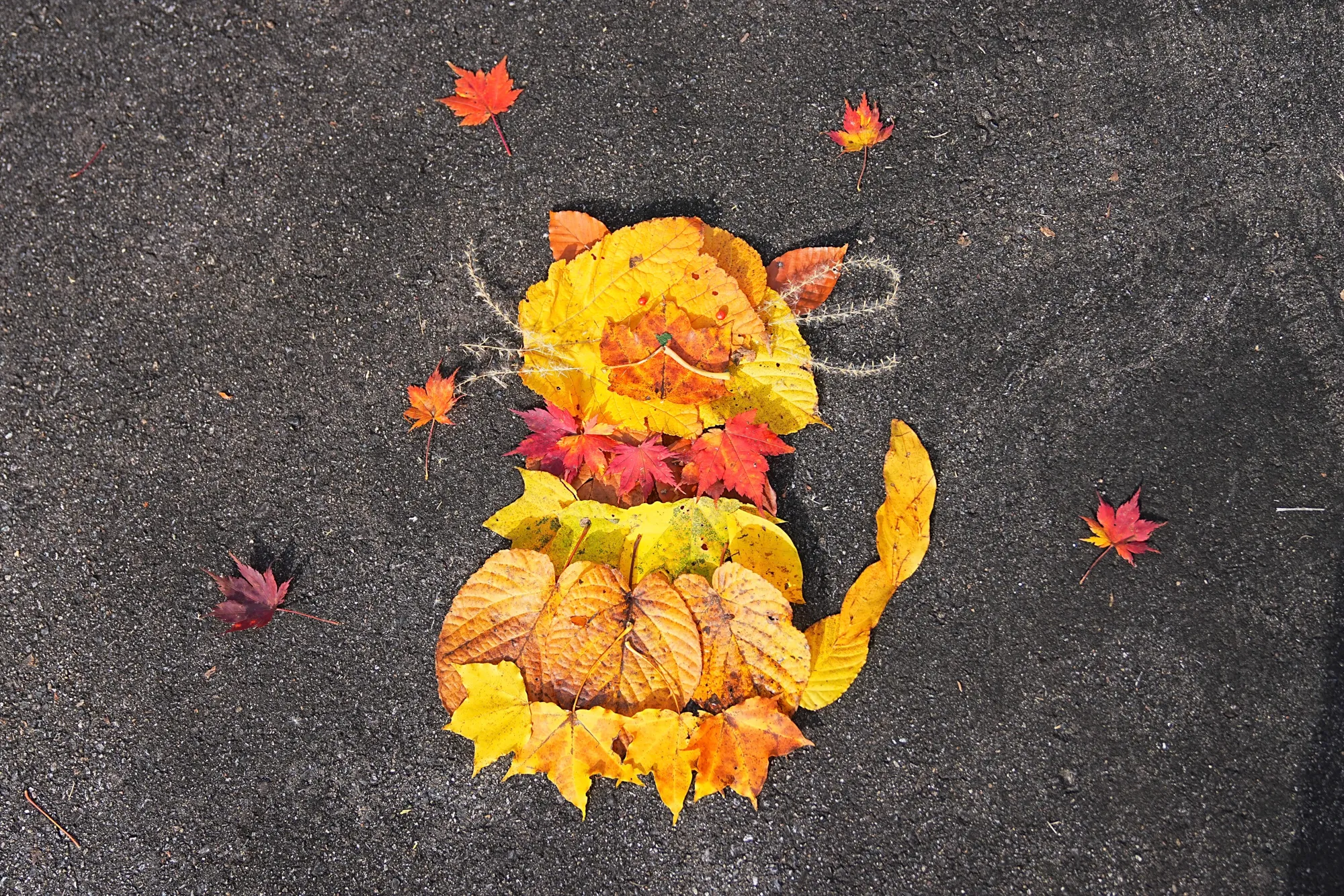 紅葉がピーク！裏巻機渓谷で紅葉ハイキング！