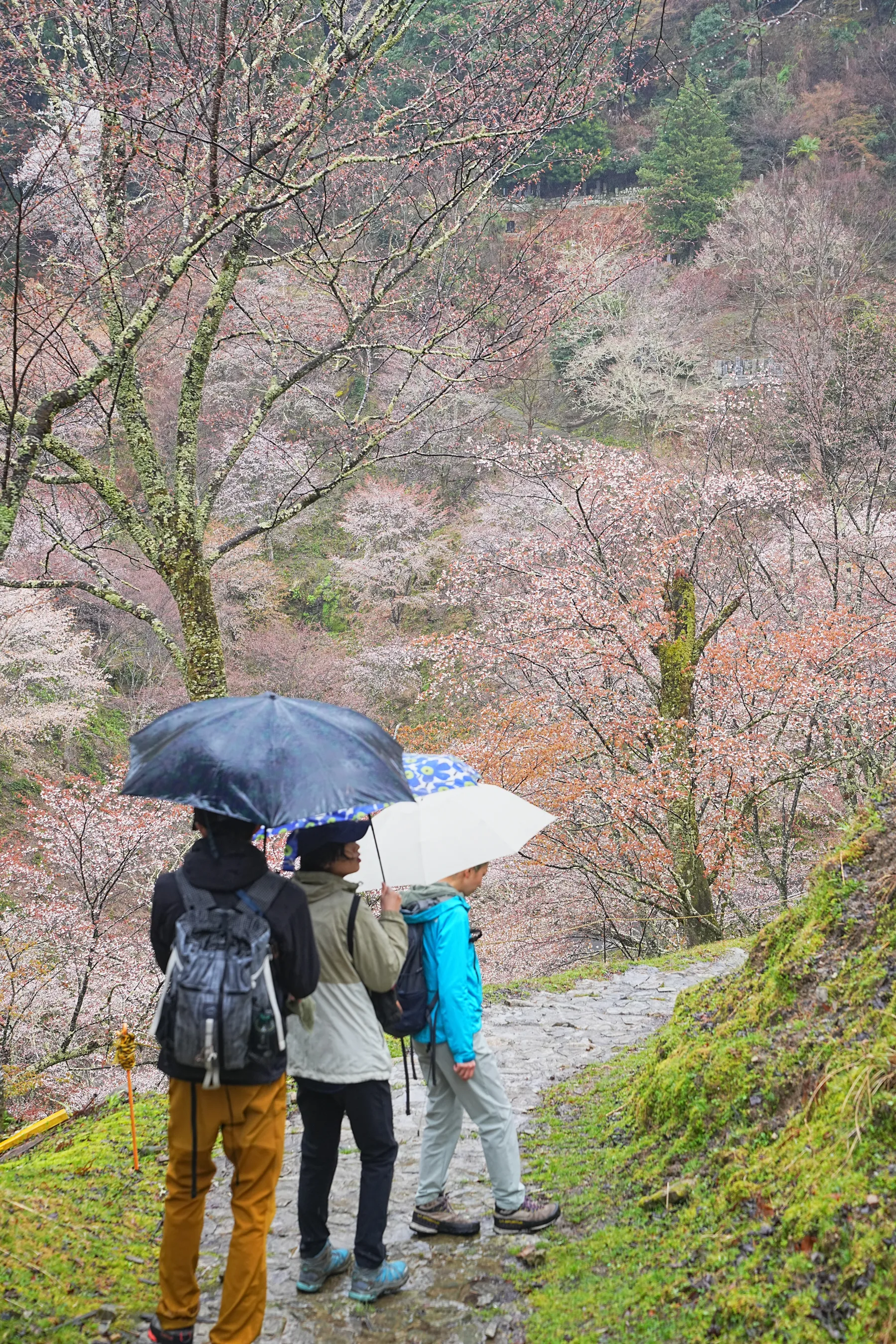 桜満開 吉野山 お花見散歩