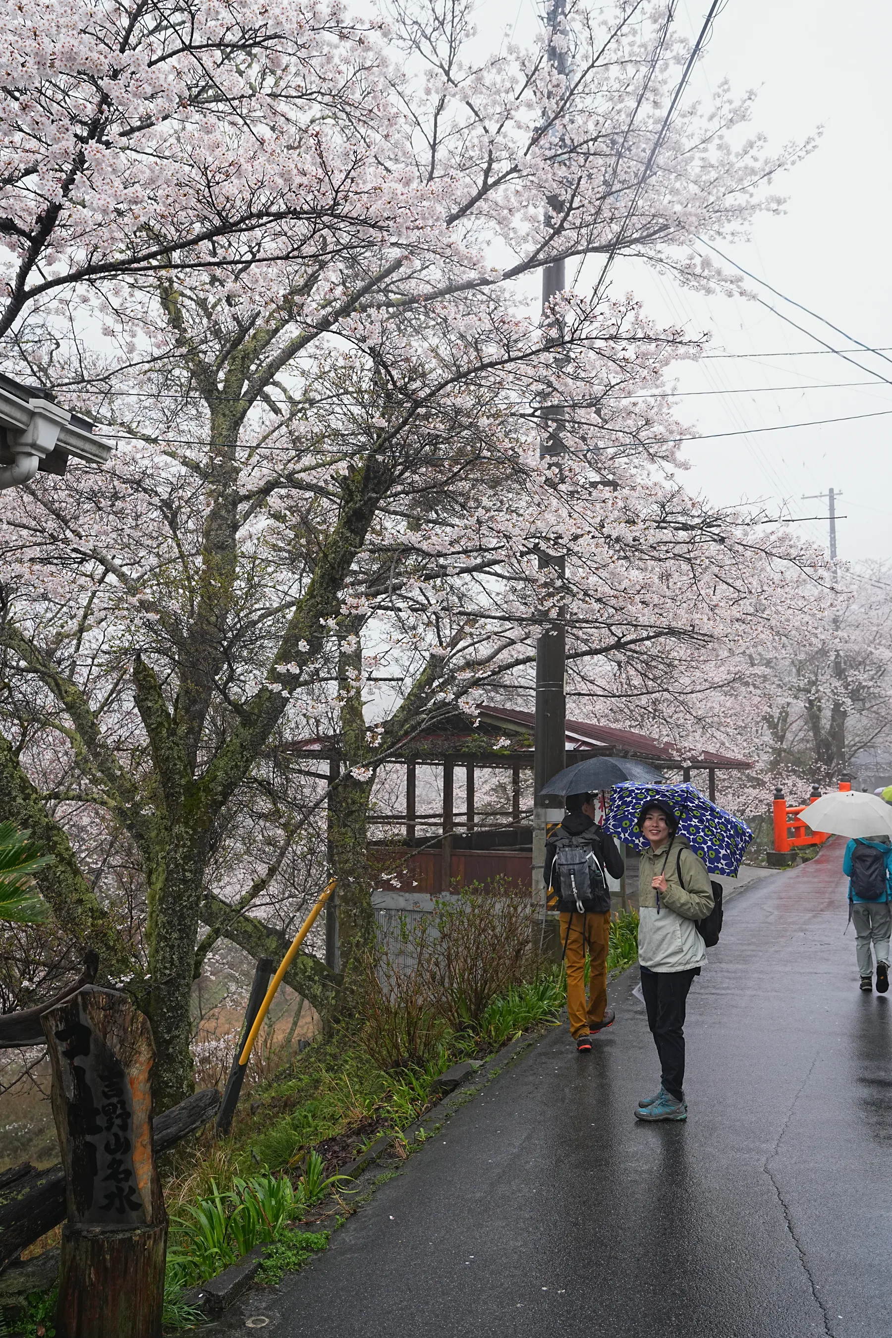 桜満開 吉野山 お花見散歩